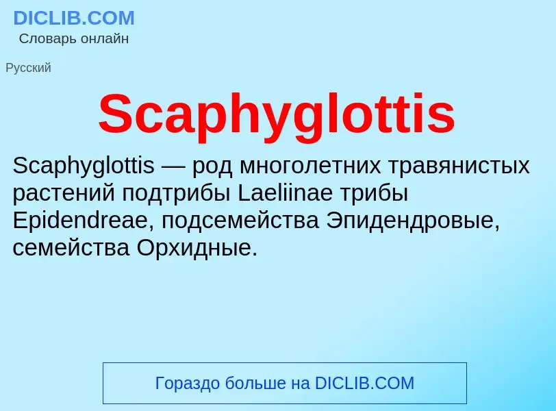 ¿Qué es Scaphyglottis? - significado y definición