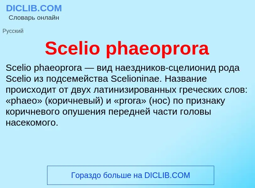 ¿Qué es Scelio phaeoprora? - significado y definición