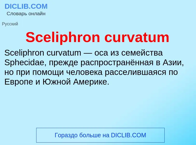 ¿Qué es Sceliphron curvatum? - significado y definición