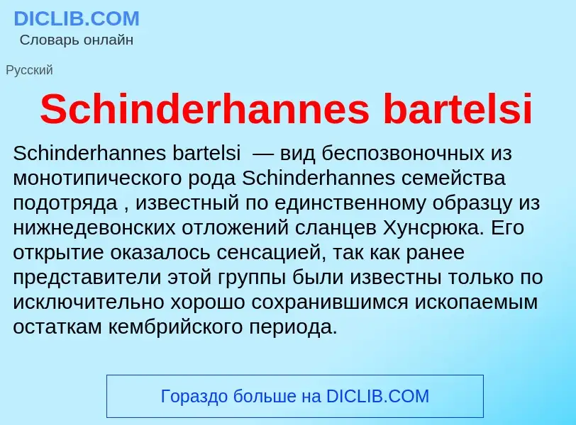 ¿Qué es Schinderhannes bartelsi? - significado y definición