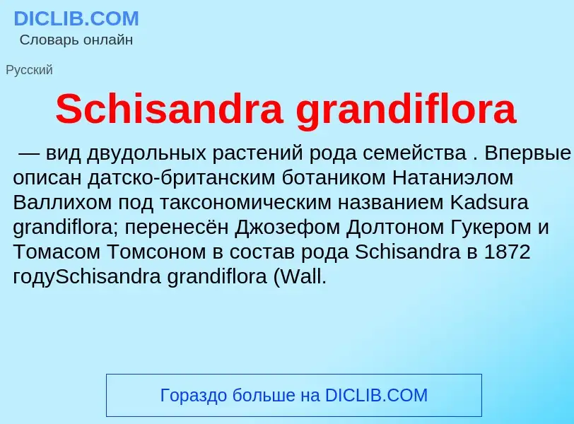 ¿Qué es Schisandra grandiflora? - significado y definición