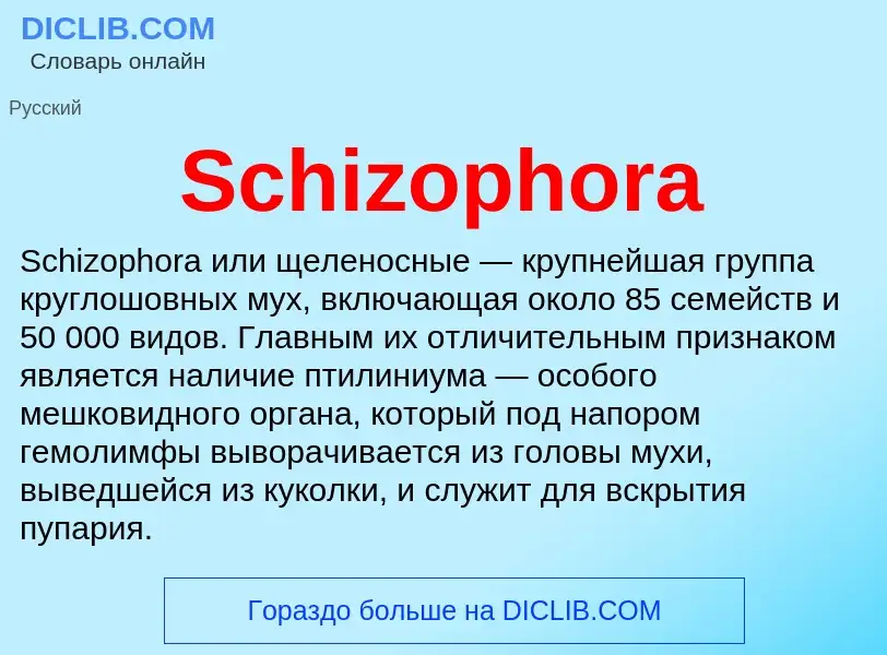 ¿Qué es Schizophora? - significado y definición