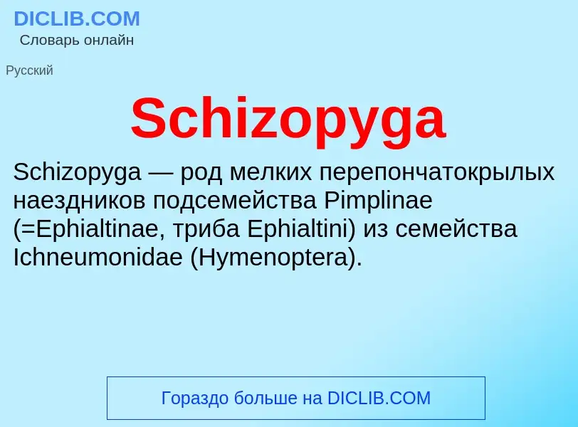 ¿Qué es Schizopyga? - significado y definición