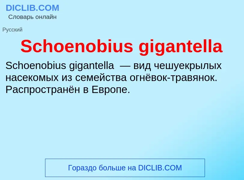 ¿Qué es Schoenobius gigantella? - significado y definición