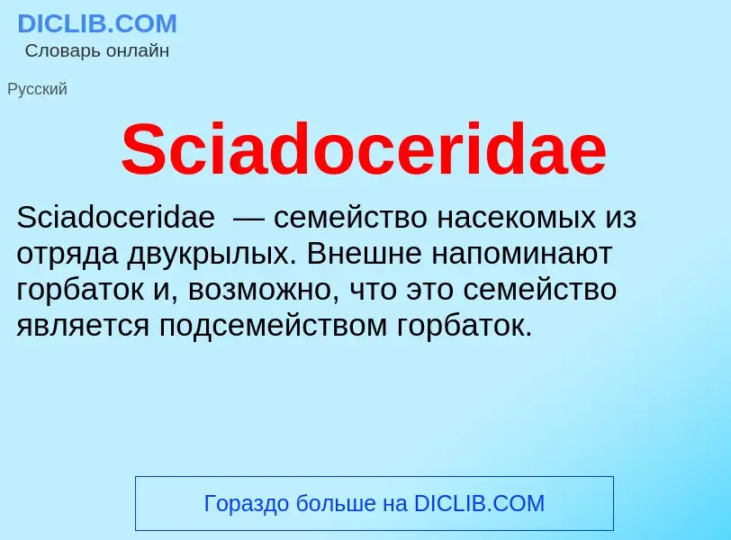 ¿Qué es Sciadoceridae? - significado y definición