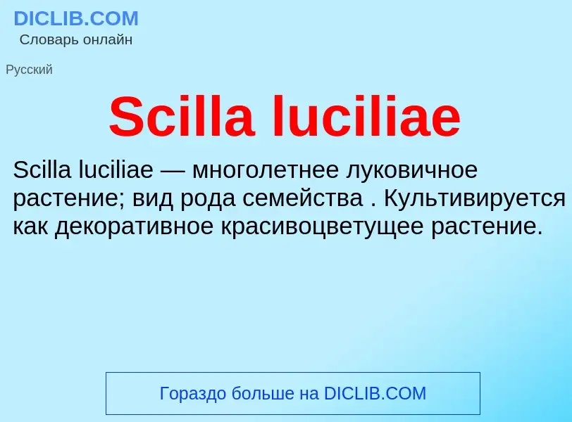 ¿Qué es Scilla luciliae? - significado y definición