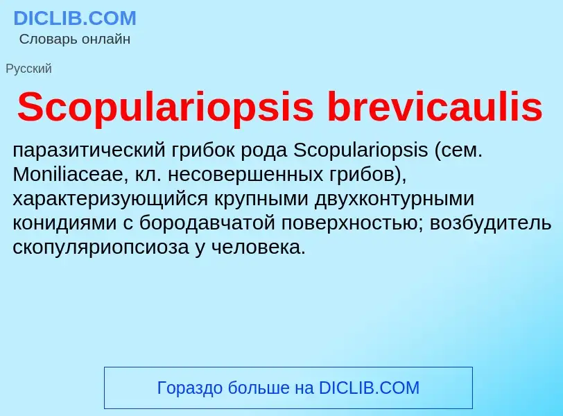 ¿Qué es Scopulariopsis brevicaulis? - significado y definición