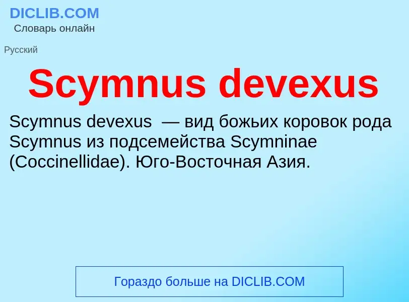 ¿Qué es Scymnus devexus? - significado y definición