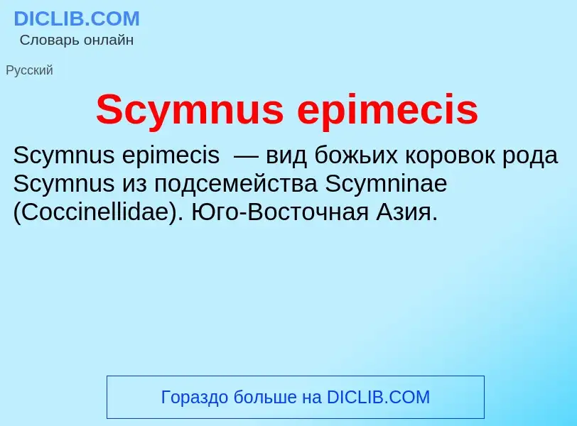 Che cos'è Scymnus epimecis - definizione