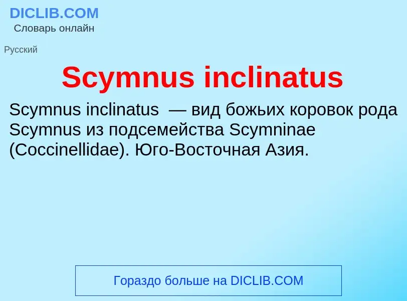 Che cos'è Scymnus inclinatus - definizione