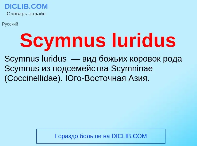 Che cos'è Scymnus luridus - definizione