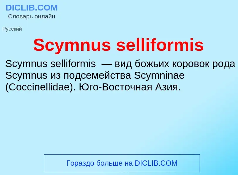 Che cos'è Scymnus selliformis - definizione