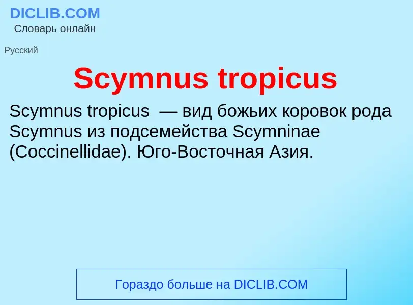 Che cos'è Scymnus tropicus - definizione