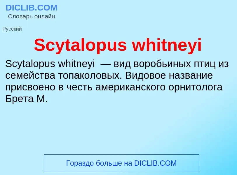 ¿Qué es Scytalopus whitneyi? - significado y definición