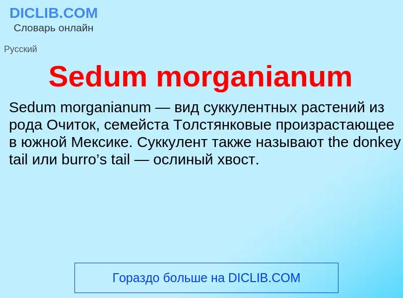 ¿Qué es Sedum morganianum? - significado y definición