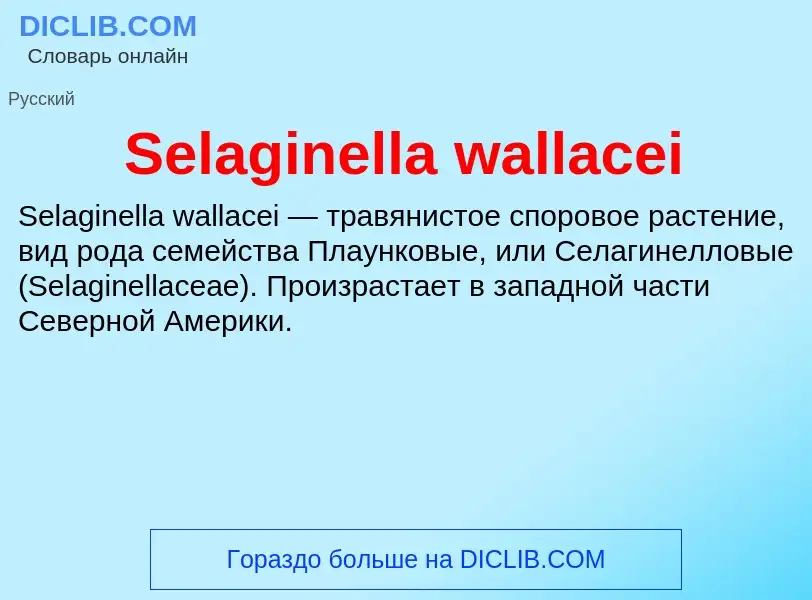 Che cos'è Selaginella wallacei - definizione