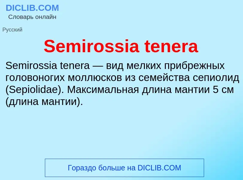 ¿Qué es Semirossia tenera? - significado y definición