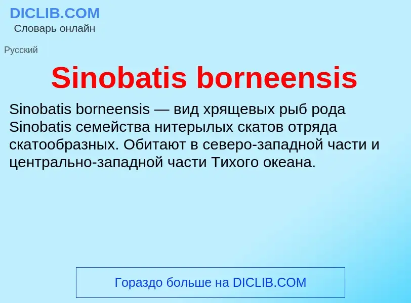 Che cos'è Sinobatis borneensis - definizione