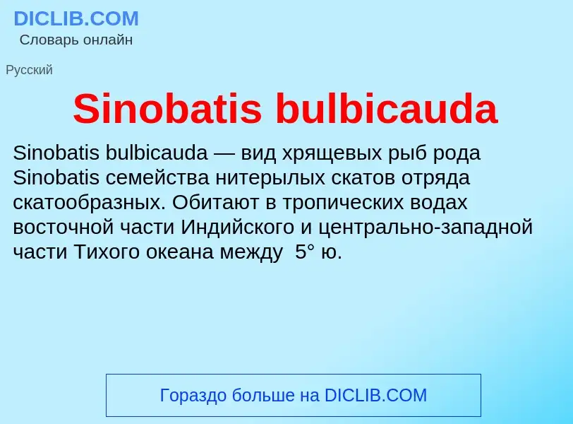 Che cos'è Sinobatis bulbicauda - definizione