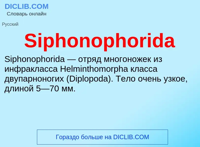 Che cos'è Siphonophorida - definizione