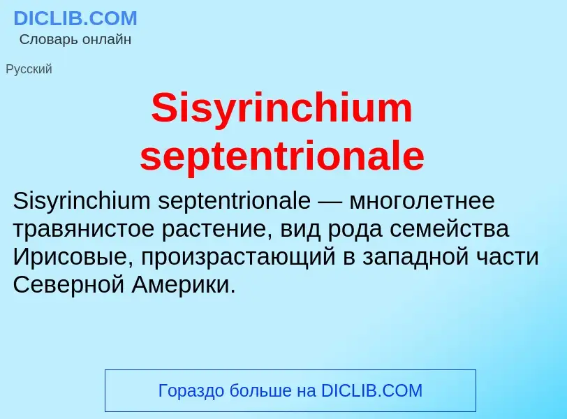 Che cos'è Sisyrinchium septentrionale - definizione