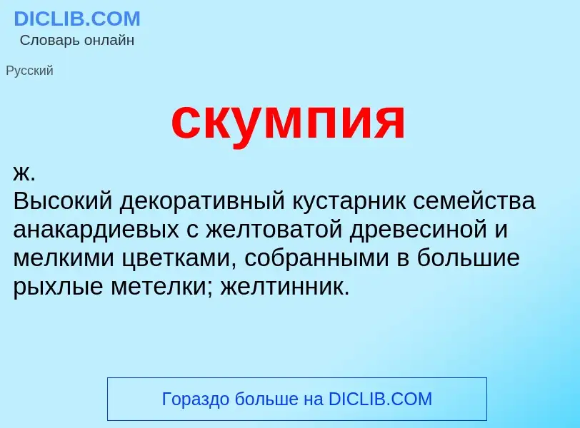 Wat is скумпия - definition