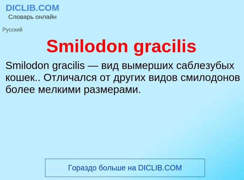 Che cos'è Smilodon gracilis - definizione