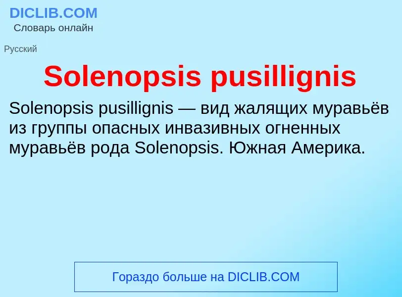 Che cos'è Solenopsis pusillignis - definizione