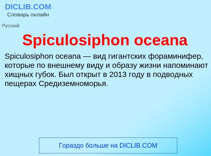 Che cos'è Spiculosiphon oceana - definizione