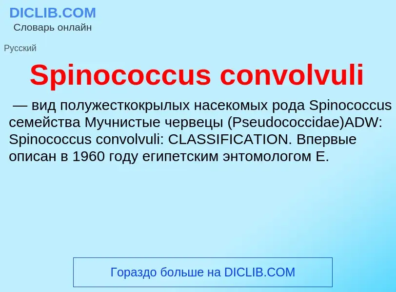 Che cos'è Spinococcus convolvuli - definizione