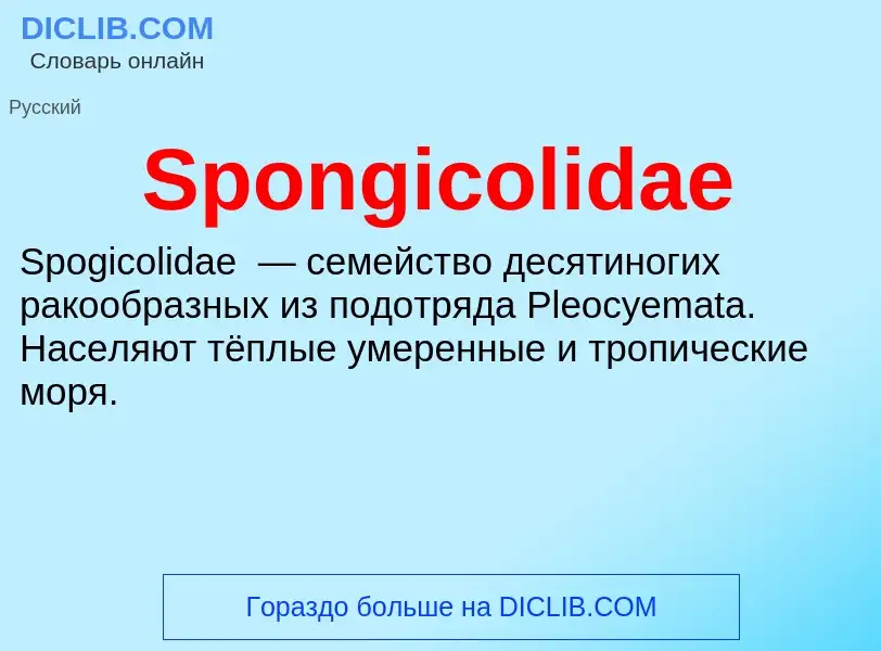 Che cos'è Spongicolidae - definizione