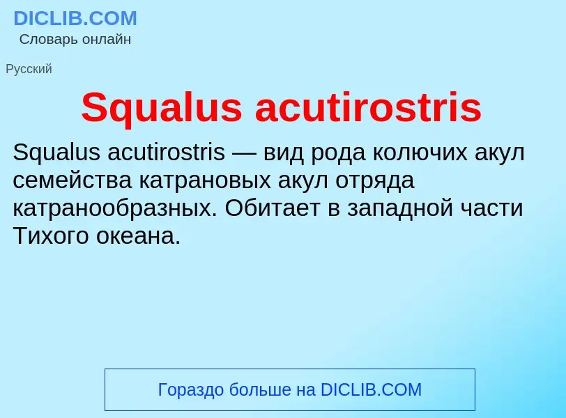 Che cos'è Squalus acutirostris - definizione