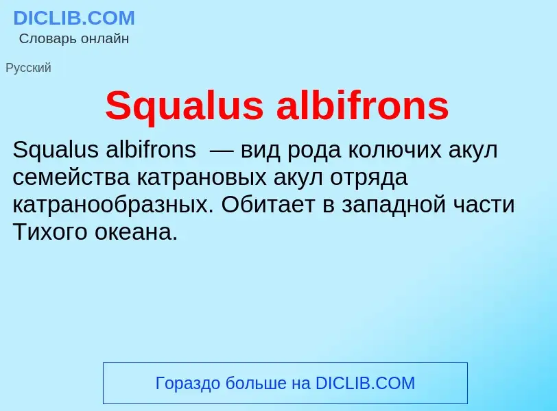 Che cos'è Squalus albifrons - definizione