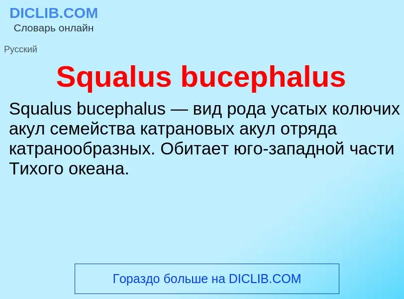 Che cos'è Squalus bucephalus - definizione