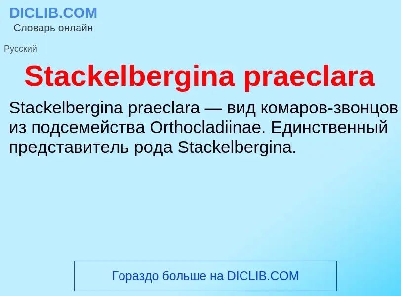 Che cos'è Stackelbergina praeclara - definizione