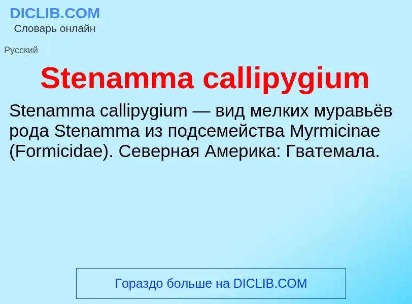 Che cos'è Stenamma callipygium - definizione