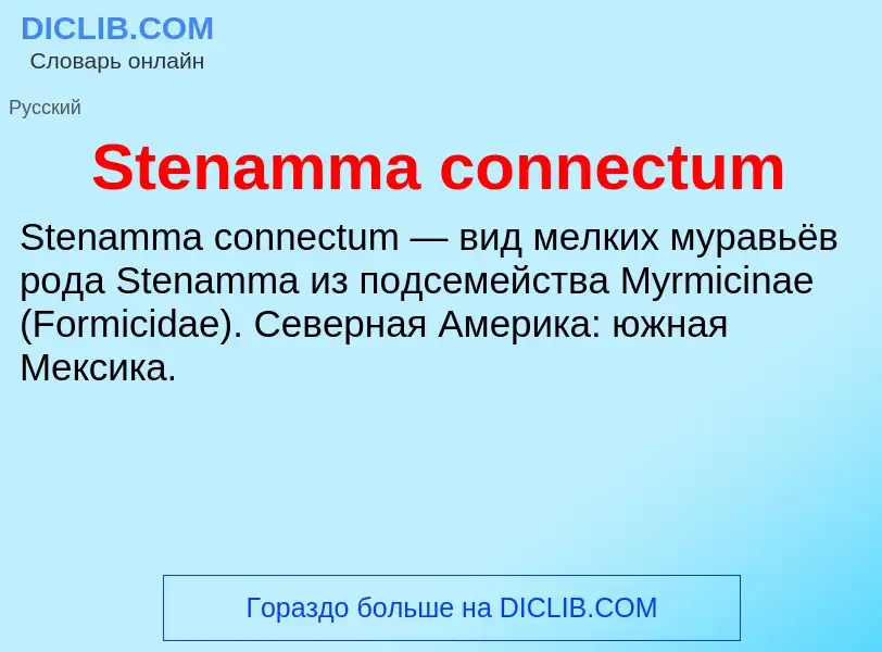 Che cos'è Stenamma connectum - definizione