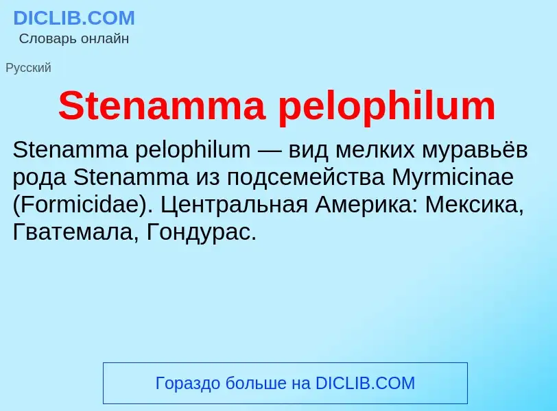 Che cos'è Stenamma pelophilum - definizione