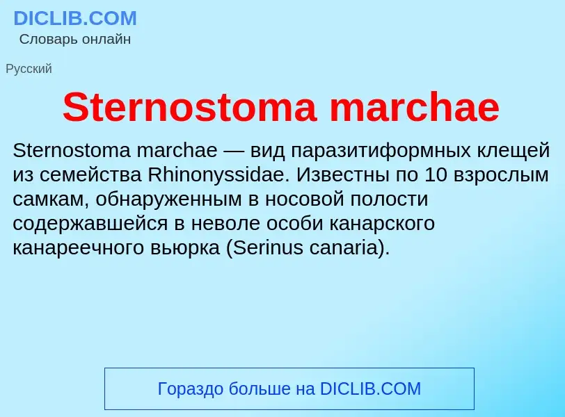 Che cos'è Sternostoma marchae - definizione