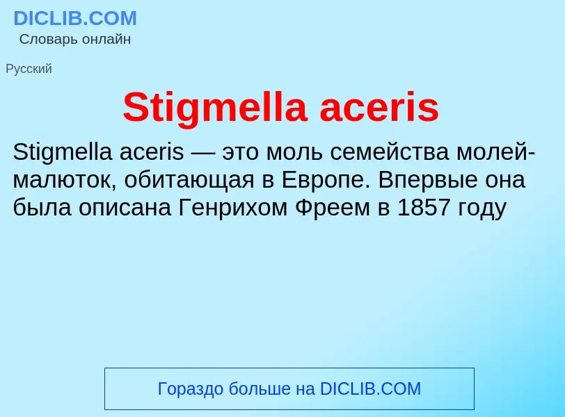 Che cos'è Stigmella aceris - definizione