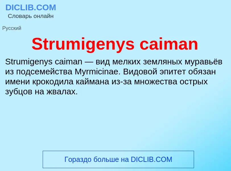 Что такое Strumigenys caiman - определение