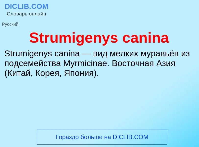 Что такое Strumigenys canina - определение