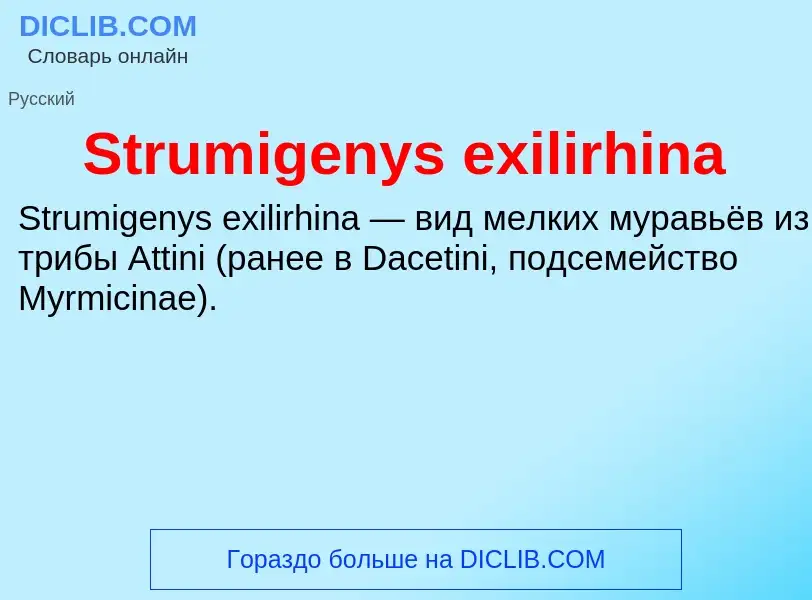 Что такое Strumigenys exilirhina - определение