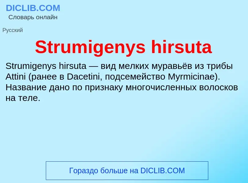 Что такое Strumigenys hirsuta - определение