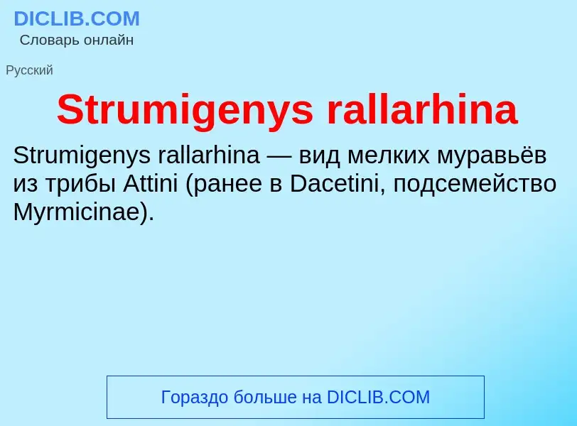 Что такое Strumigenys rallarhina - определение