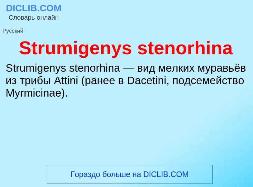 Что такое Strumigenys stenorhina - определение