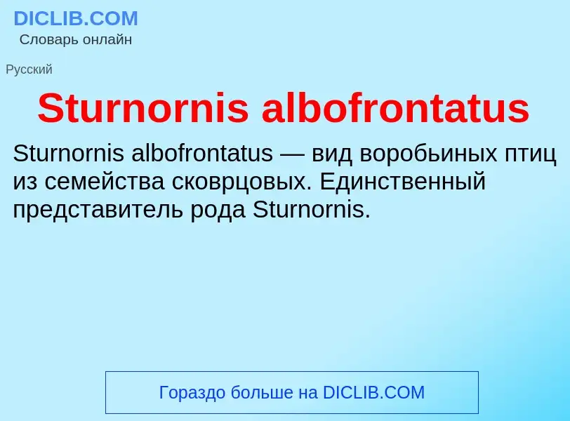 Что такое Sturnornis albofrontatus - определение