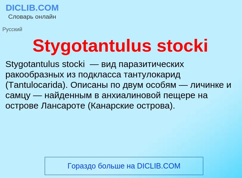 Что такое Stygotantulus stocki - определение