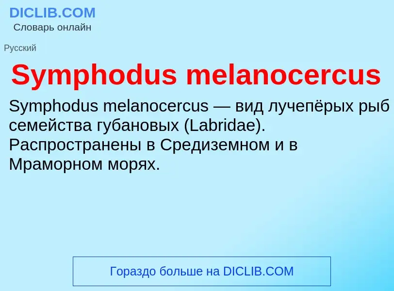 Wat is Symphodus melanocercus - definition