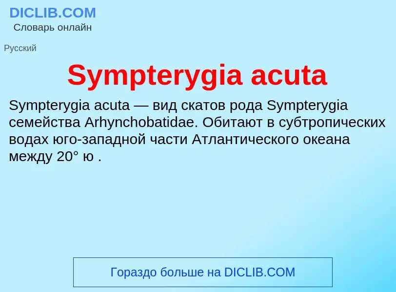 What is Sympterygia acuta - meaning and definition